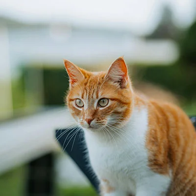 VPN Edge - 1月26日22.9M/S|免费Shadowrocket节点/Singbox节点/SSR节点/Trojan节点/V2ray节点/Clash节点节点推荐，V2rayC梯子购买推荐