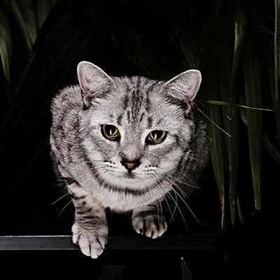 VPN Edge - 2月17日21.6M/S|免费V2ray节点/SSR节点/Shadowrocket节点/Trojan节点/Singbox节点/Clash节点节点推荐，V2rayC梯子购买推荐