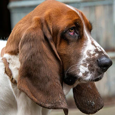 VPN Edge - 9月27日22.4M/S|免费Shadowrocket节点/V2ray节点/Clash节点/Singbox节点/SSR节点节点推荐，V2rayC梯子购买推荐