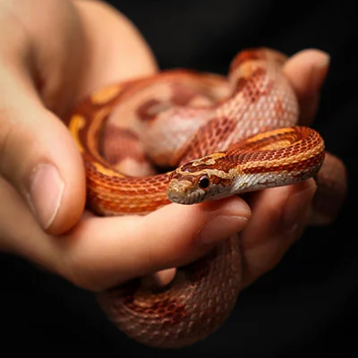 VPN Edge - 2月22日22.3M/S|免费Trojan节点/Clash节点/V2ray节点/Shadowrocket节点/Singbox节点/SSR节点节点推荐，V2rayC梯子购买推荐