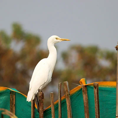 VPN Edge - 2月21日20.1M/S|免费SSR节点/Singbox节点/Clash节点/V2ray节点/Trojan节点/Shadowrocket节点节点推荐，V2rayC梯子购买推荐