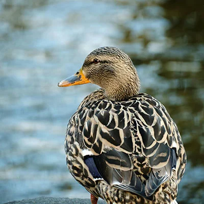 VPN Edge - 2月18日21.1M/S|免费Shadowrocket节点/SSR节点/Trojan节点/Clash节点/Singbox节点/V2ray节点节点推荐，V2rayC梯子购买推荐