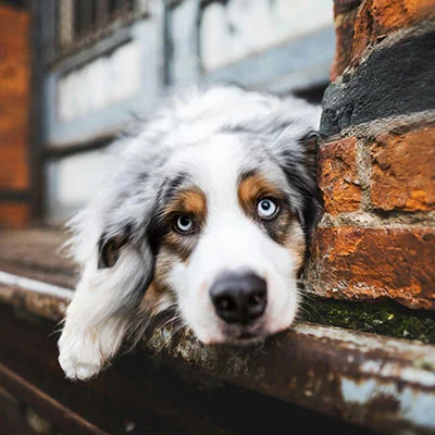 VPN Edge - 3月22日18.1M/S|免费SSR节点/Clash节点/Trojan节点/Shadowrocket节点/Singbox节点/V2ray节点节点推荐，V2rayC梯子购买推荐