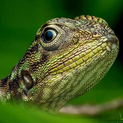 VPN Edge - 2月4日18.9M/S|免费SSR节点/Clash节点/V2ray节点/Singbox节点/Shadowrocket节点/Trojan节点节点推荐，V2rayC梯子购买推荐