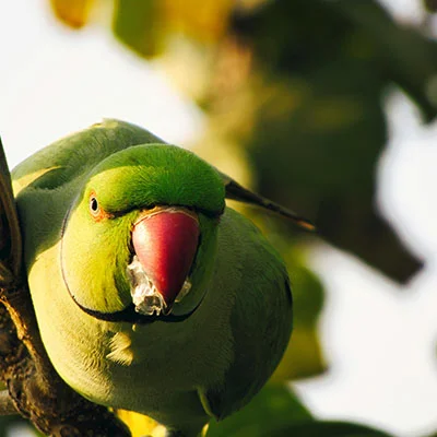 VPN Edge - 2月15日18M/S|免费SSR节点/Trojan节点/Singbox节点/Clash节点/V2ray节点/Shadowrocket节点节点推荐，V2rayC梯子购买推荐