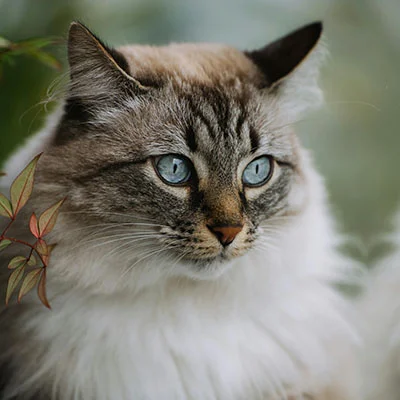 VPN Edge - 2月7日20.4M/S|免费V2ray节点/Singbox节点/Trojan节点/SSR节点/Shadowrocket节点/Clash节点节点推荐，V2rayC梯子购买推荐