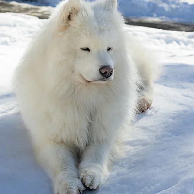 VPN Edge - 1月17日21.1M/S|免费Singbox节点/Clash节点/SSR节点/Shadowrocket节点/Trojan节点/V2ray节点节点推荐，V2rayC梯子购买推荐