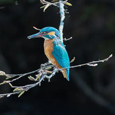 VPN Edge - 2月5日21M/S|免费Trojan节点/SSR节点/Singbox节点/Clash节点/Shadowrocket节点/V2ray节点节点推荐，V2rayC梯子购买推荐