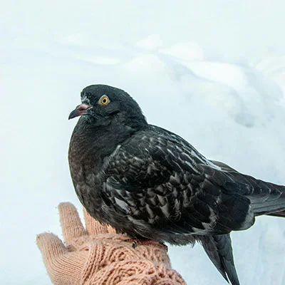 VPN Edge - 3月3日21.5M/S|免费V2ray节点/Singbox节点/Clash节点/Shadowrocket节点/SSR节点/Trojan节点节点推荐，V2rayC梯子购买推荐