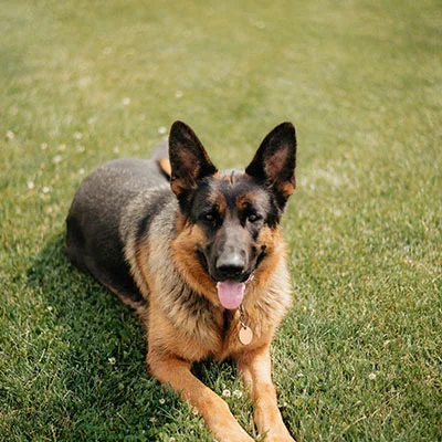 VPN Edge - 10月17日18.2M/S|免费SSR节点/Clash节点/V2ray节点/Shadowrocket节点/Singbox节点节点推荐，V2rayC梯子购买推荐