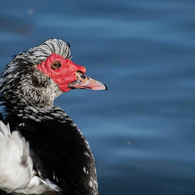 VPN Edge - 1月31日18.2M/S|免费Trojan节点/Clash节点/Singbox节点/SSR节点/Shadowrocket节点/V2ray节点节点推荐，V2rayC梯子购买推荐