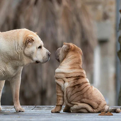 VPN Edge - 3月15日20.7M/S|免费Singbox节点/SSR节点/Shadowrocket节点/Clash节点/Trojan节点/V2ray节点节点推荐，V2rayC梯子购买推荐