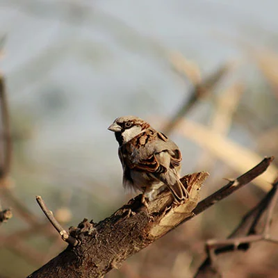 VPN Edge - 1月20日22M/S|免费Shadowrocket节点/V2ray节点/Trojan节点/Singbox节点/Clash节点/SSR节点节点推荐，V2rayC梯子购买推荐