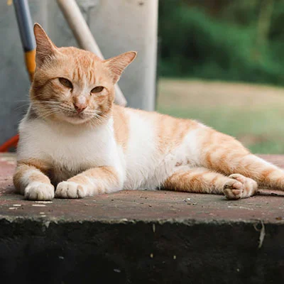 VPN Edge - 10月14日18.5M/S|免费Shadowrocket节点/V2ray节点/Clash节点/SSR节点/Singbox节点节点推荐，V2rayC梯子购买推荐