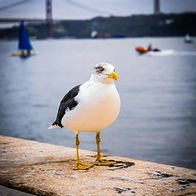 VPN Edge - 8月29日20.8M/S|免费Clash节点/Shadowrocket节点/SSR/V2ray节点推荐，V2rayC梯子购买推荐