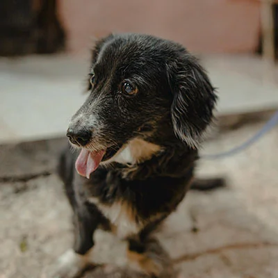 VPN Edge - 3月18日18.4M/S|免费SSR节点/Clash节点/V2ray节点/Singbox节点/Shadowrocket节点/Trojan节点节点推荐，V2rayC梯子购买推荐