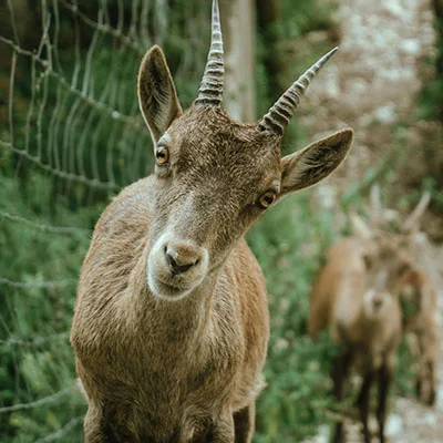 VPN Edge - 10月6日23M/S|免费SSR节点/Shadowrocket节点/V2ray节点/Clash节点/Singbox节点节点推荐，V2rayC梯子购买推荐