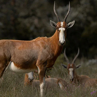 VPN Edge - 3月19日22.7M/S|免费Trojan节点/Shadowrocket节点/V2ray节点/Clash节点/Singbox节点/SSR节点节点推荐，V2rayC梯子购买推荐