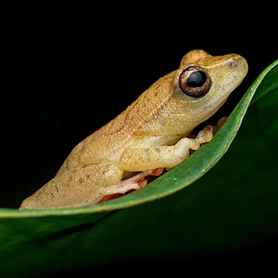 VPN Edge - 2月25日20.2M/S|免费V2ray节点/Trojan节点/SSR节点/Singbox节点/Shadowrocket节点/Clash节点节点推荐，V2rayC梯子购买推荐